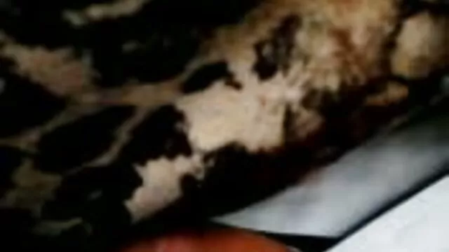 Chatte de video gratuite sexe chatte asiatique épaisse